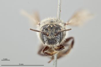 Media type: image;   Entomology 592373 Aspect: head frontal view